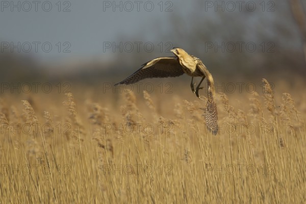 Great or Eurasian bittern (Botaurus stellaris) adult heron bird flying over a reedbed in spring, RSPB Minsmere nature reserve, Suffolk, England, United Kingdom