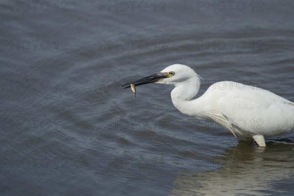 Little egret (Egretta garzetta) adult bird with a fish in its beak, RSPB Minsmere nature reserve, Suffolk, England, United Kingdom