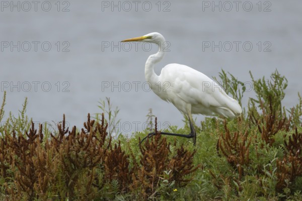 Great egret (Ardea alba) adult heron bird walking through plants on the edge of a lake in summer, England, United Kingdom