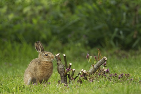 European brown hare (Lepus europaeus) juvenile baby leveret next to a rose bush plant in a garden in spring, England, United Kingdom