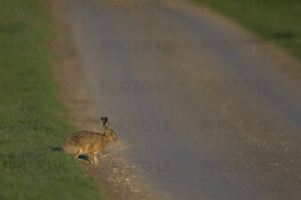 European brown hare (Lepus europaeus) adult mammal on the edge of a country road, England, United Kingdom