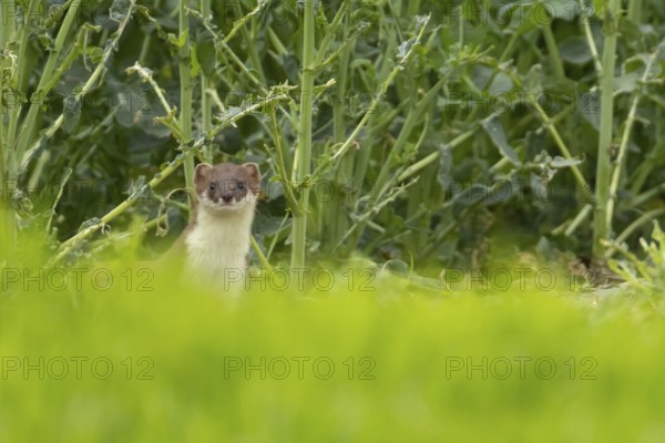 Stoat or Eurasian ermine (Mustela erminea) adult mustelid mammal in a farmland crop, England, United Kingdom