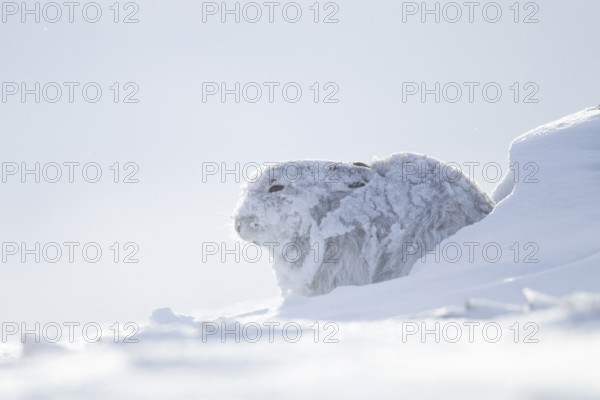 Mountain hare (Lepus timidus) adult mammal in winter coat on a snow covered mountain, Scotland, United Kingdom