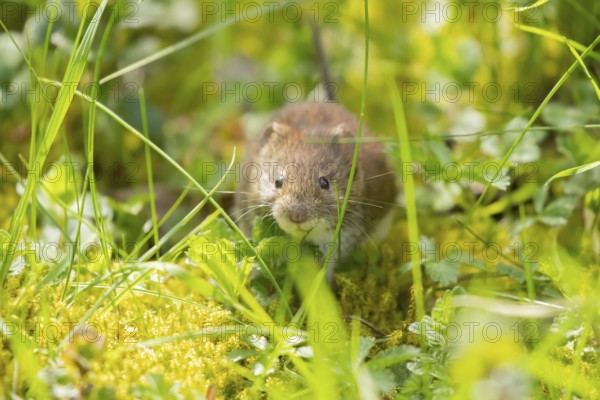 Field vole (Microtus agrestis) adult rodent mammal searching for food in grassland, England, United Kingdom