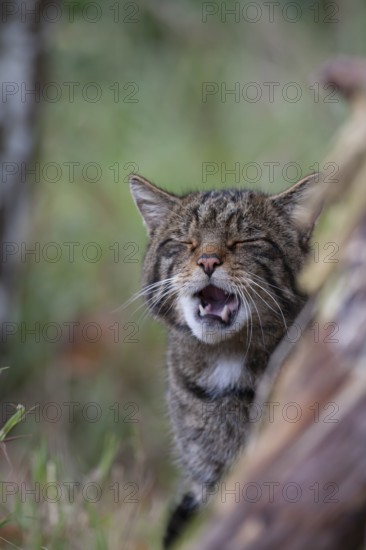 European wildcat (Felis silvestris) adult animal yawning, United Kingdom