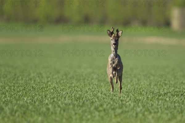 Roe deer (Capreolus capreolus) adult male roebuck buck running in a farmland cereal field, England, United Kingdom