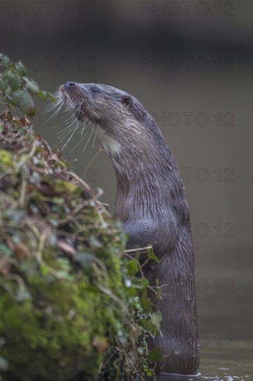 European otter (Lutra lutra) adult mammal on a river bank in spring, Norfolk, England, United Kingdom