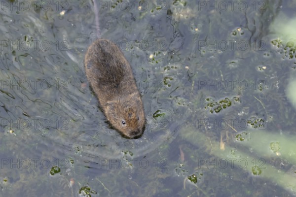 Water vole (Arvicola amphibius) adult mammal swimming across a pond, RSPB Minsmere nature reserve, Suffolk, England, United Kingdom