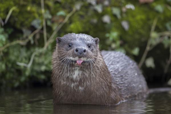 European otter (Lutra lutra) adult mammal standing in the water of a river comically amusing sticking its tongue out, Norfolk, England, United Kingdom