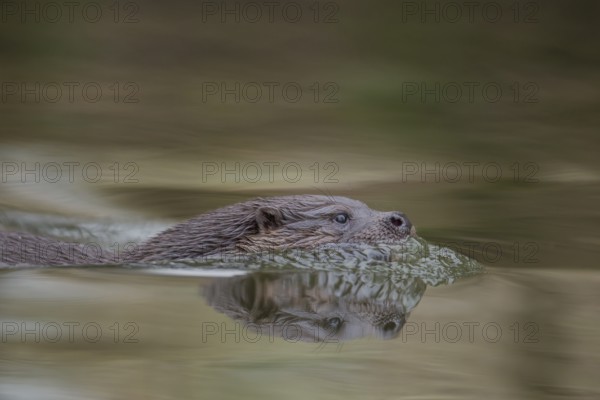 European otter (Lutra lutra) adult mammal swimming in the water of a river, Norfolk, England, United Kingdom