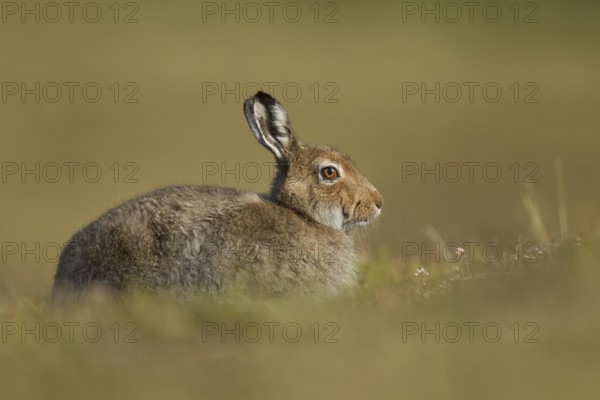 Mountain hare (Lepus timidus) adult mammal in summer coat on an upland moorland, Scotland, United Kingdom