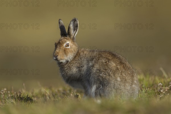 Mountain hare (Lepus timidus) adult mammal in summer coat stood on a mountain ridge, Scotland, United Kingdom