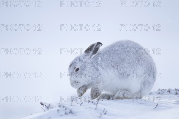 Mountain hare (Lepus timidus) adult mammal in winter coat searching for food on a snow covered mountain, Scotland, United Kingdom