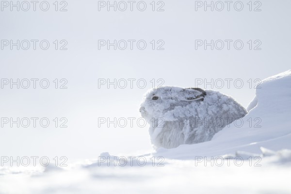 Mountain hare (Lepus timidus) adult mammal in winter coat resting in its form on a snow covered mountain, Scotland, United Kingdom