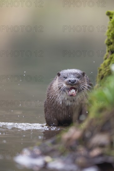 European otter (Lutra lutra) adult mammal feeding on a fish by a river bank, Norfolk, England, United Kingdom