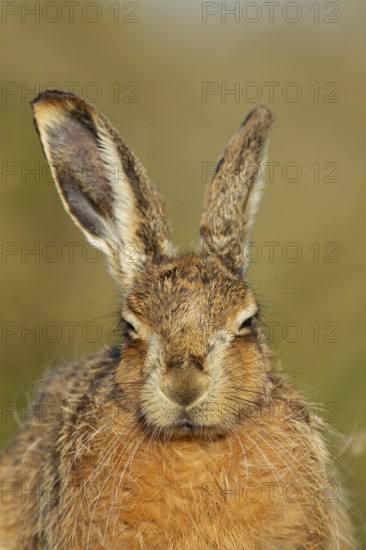 European brown hare (Lepus europaeus) adult mammal head portrait, England, United Kingdom
