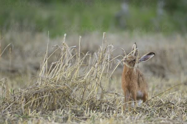European brown hare (Lepus europaeus) adult mammal feeding on wheat sheaths in a farmland stubble field in summer, England, United Kingdom