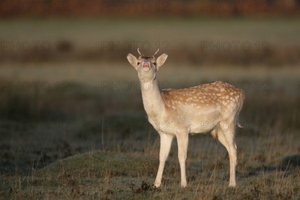 Fallow deer (Dama dama) juvenile male buck mammal showing flehmen behaviour on a frosty morning in winter, England, United Kingdom