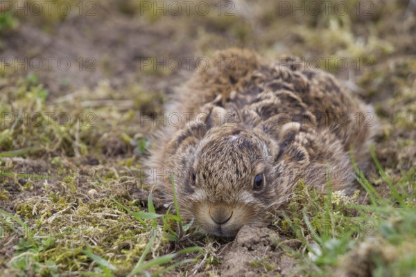 European brown hare (Lepus europaeus) juvenile baby leveret laying still in grassland in spring, England, United Kingdom