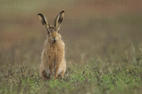 European brown hare (Lepus europaeus) adult mammal in grassland, England, United Kingdom