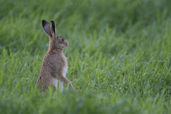 European brown hare (Lepus europaeus) adult mammal looking alert in a farmland cereal field in summer, England, United Kingdom