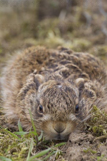 European brown hare (Lepus europaeus) juvenile baby leveret laying still in grassland in spring, England, United Kingdom