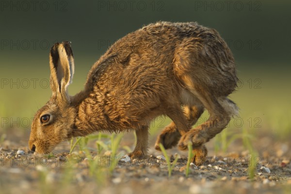 European brown hare (Lepus europaeus) adult mammal feeding in a farmland maize field in summer, England, United Kingdom