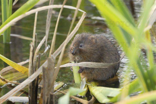 Water vole (Arvicola amphibius) adult mammal feeding on a reed stem in a pond, RSPB Minsmere nature reserve, Suffolk, England, United Kingdom