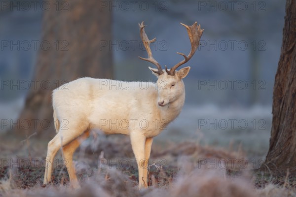 Fallow deer (Dama dama) adult male buck mammal in white form in a frost covered woodland in winter, England, United Kingdom