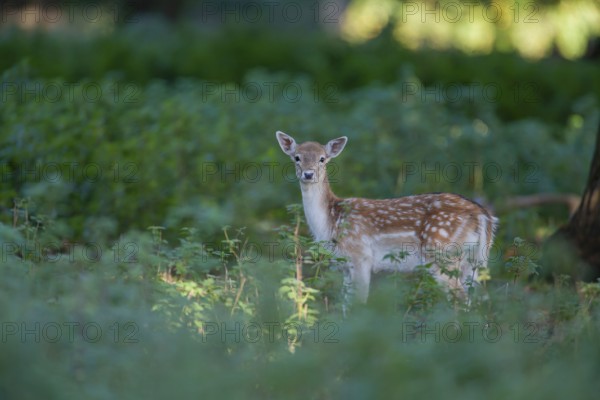 Fallow deer (Dama dama) juvenile baby fawn mammal standing in a woodland in autumn, England, United Kingdom