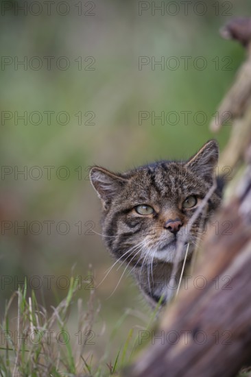 European wildcat (Felis silvestris) adult animal looking around a tree trunk, United Kingdom