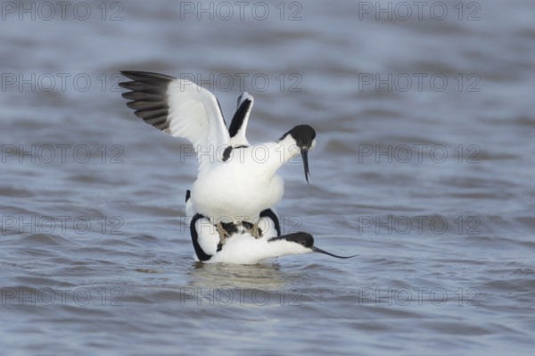 Pied avocet (Recurvirostra avosetta) two adult wading birds in love mating on a lagoon in spring, RSPB Titchwell nature reserve, Norfolk, England, United Kingdom