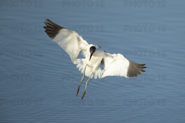 Pied avocet (Recurvirostra avosetta) adult wading bird in flight on approach to land in summer, RSPB Titchwell nature reserve, Norfolk, England, United Kingdom