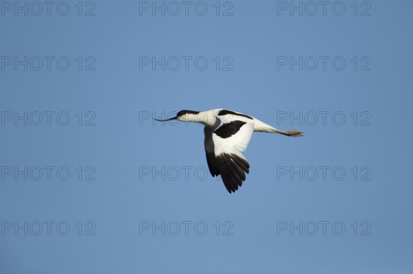 Pied avocet (Recurvirostra avosetta) adult wading bird in flight in summer, RSPB Titchwell nature reserve, Norfolk, England, United Kingdom