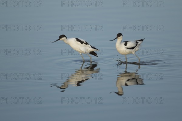Pied avocet (Recurvirostra avosetta) two adult wading birds on a lagoon in summer, RSPB Titchwell nature reserve, Norfolk, England, United Kingdom