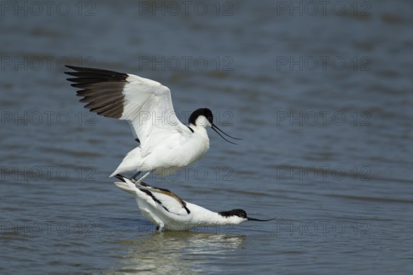 Pied avocet (Recurvirostra avosetta) two adult wading birds in love mating on a lagoon in spring, RSPB Minsmere nature reserve, Suffolk, England, United Kingdom