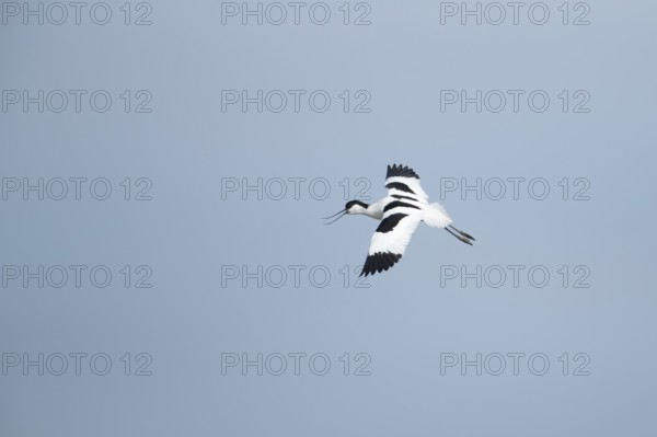 Pied avocet (Recurvirostra avosetta) adult wading bird calling in flight in spring, RSPB Minsmere nature reserve, Suffolk, England, United Kingdom