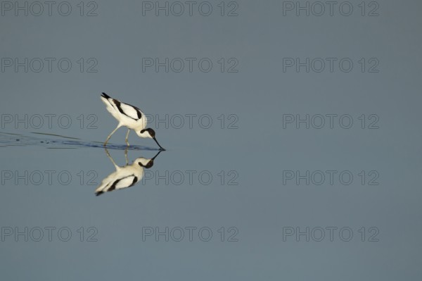 Pied avocet (Recurvirostra avosetta) adult wading bird feeding in a shallow lagoon in summer, RSPB Titchwell nature reserve, Norfolk, England, United Kingdom