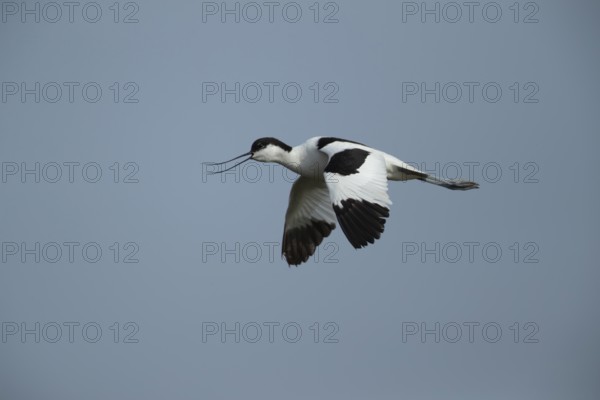 Pied avocet (Recurvirostra avosetta) adult wading bird calling in flight in summer, RSPB Minsmere nature reserve, Suffolk, England, United Kingdom