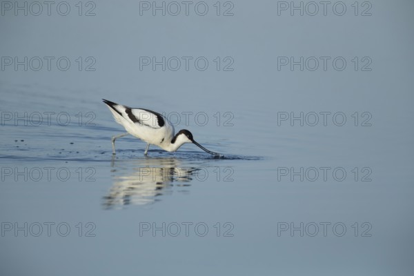Pied avocet (Recurvirostra avosetta) adult wading bird feeding in a shallow lagoon in summer, RSPB Minsmere nature reserve, Suffolk, England, United Kingdom