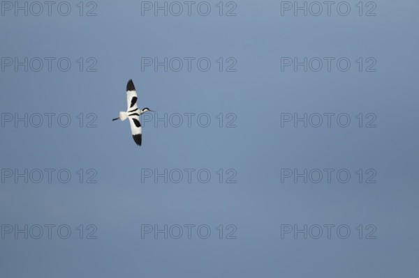 Pied avocet (Recurvirostra avosetta) adult wading bird in flight in spring, RSPB Minsmere nature reserve, Suffolk, England, United Kingdom