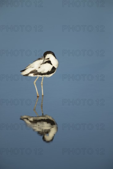 Pied avocet (Recurvirostra avosetta) adult wading bird preening in a shallow lagoon in summer, RSPB Titchwell nature reserve, Norfolk, England, United Kingdom