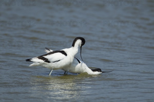 Pied avocet (Recurvirostra avosetta) two adult wading birds in a lagoon with the female bird in submissive pose waiting for the male to mate with her, RSPB Minsmere nature reserve, Suffolk, England, United Kingdom