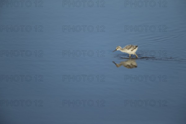 Pied avocet (Recurvirostra avosetta) juvenile baby wading bird in a shallow lagoon in summer, RSPB Titchwell nature reserve, Norfolk, England, United Kingdom