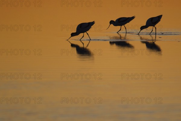 Pied avocet (Recurvirostra avosetta) three adult wading birds feeding in a lagoon silhouette at sunset in spring, England, United Kingdom
