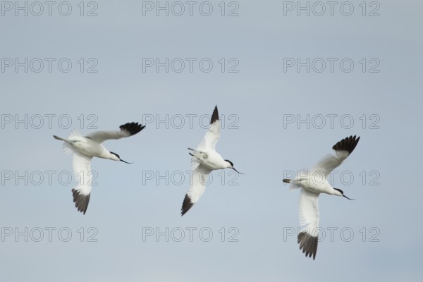 Pied avocet (Recurvirostra avosetta) three adult wading birds flying, England, United Kingdom