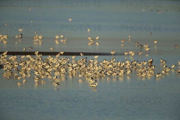Pied avocet (Recurvirostra avosetta) adult wading birds in a flock on a lagoon in summer, RSPB Titchwell nature reserve, Norfolk, England, United Kingdom