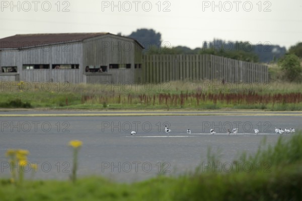 Pied avocet (Recurvirostra avosetta) adult wading birds in a lagoon with a hide in the background in summer, RSPB Frampton marsh nature reserve, Lincolnshire, England, United Kingdom