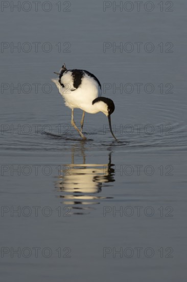 Pied avocet (Recurvirostra avosetta) adult wading bird feeding in a shallow lagoon in summer, RSPB Titchwell nature reserve, Norfolk, England, United Kingdom