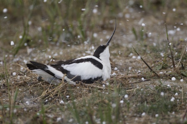 Pied avocet (Recurvirostra avosetta) adult wading bird sitting on a nest in a hail storm in spring, RSPB Minsmere nature reserve, Suffolk, England, United Kingdom